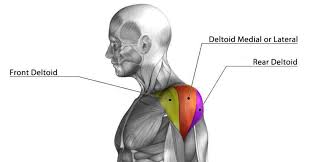 Muscles Worked in the Military Press