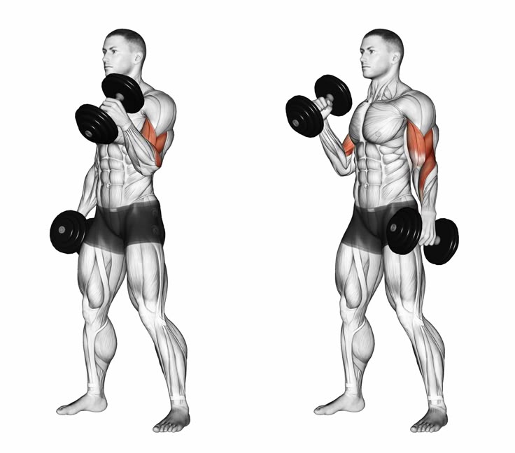 Long Head Bicep Exercises